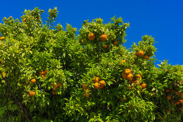 oranges hanging tree.  mandarin oranges. Juicy oranges on the tr