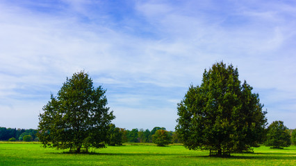 meadow with  big oak tree