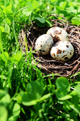 Nest with bird eggs over green bush background