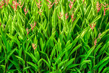 Heliconia psittacorum is a flowering and ornamental plants