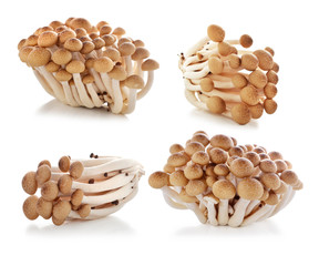 brown beech mushroom isolated on white