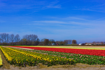 tulip flowers field.  colorful tulip farm