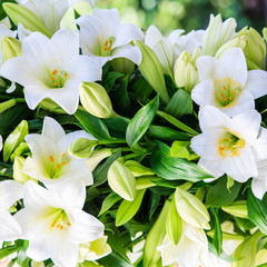 Plakat white lily. beautiful flowers