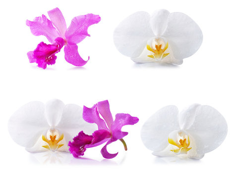 beautiful  orchids on white background