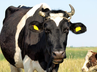 Closeup of a black and white cow