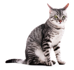 Naklejka premium Beautiful cat isolated on white