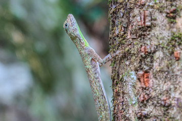 beautiful Common Gliding Lizard or Common Flying Drago