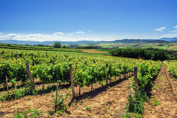 Fototapeta na wymiar Vineyards in summer