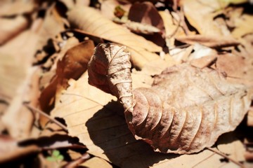 Dried leaves