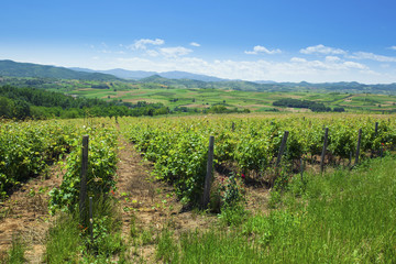 Fototapeta na wymiar Vineyards on a beautiful summer day