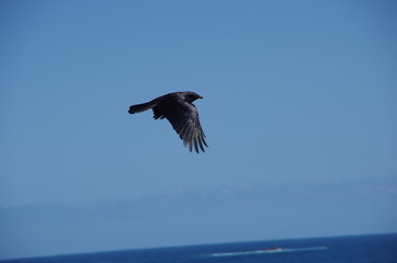 bird in flight