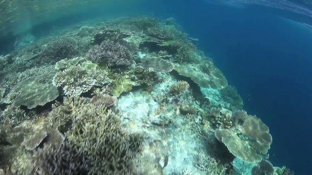 Edge of Coral Reef Drop Off