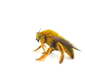 Closeup bumblebee isolated on the white background
