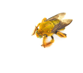 Closeup bumblebee isolated on the white background