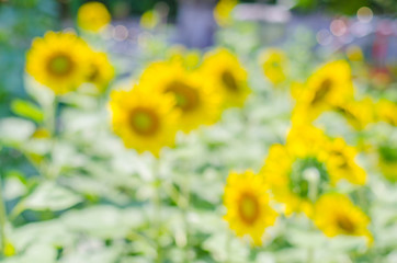 Sun flower blur background