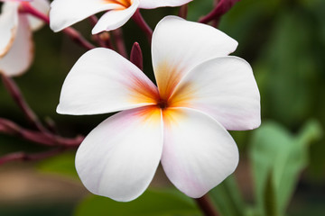 Obraz na płótnie Canvas plumeria or frangipani