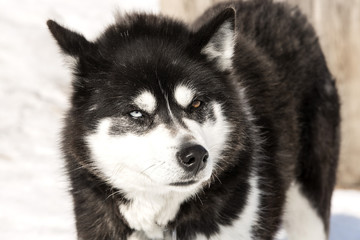 The Kamchatka Huskies with multi-coloured eyes