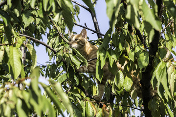 Cat on tree