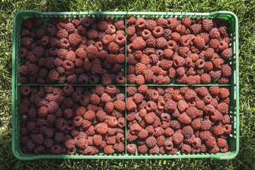 Raspberries in a green crate