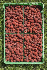 Raspberries in a green crate