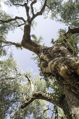 Olive trees in plantation