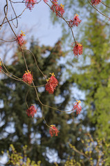 Acer rubrum