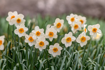 White daffodils