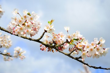 Beautiful pink cherry blossom in Vilnius city