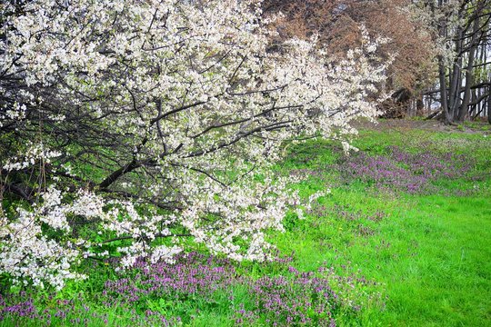 Spring with flowers and caucasian plum blossom