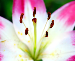 Blossoming Pink Lily Flower on nature background