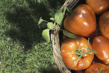 Tomatoes in wooden basket