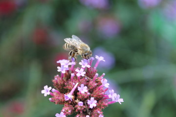 Biene auf Blüte