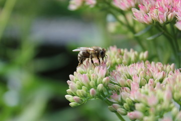 Biene auf Blüte
