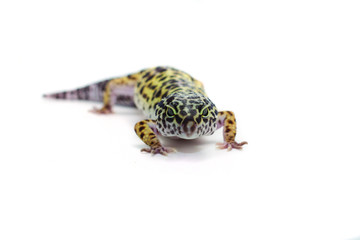 Leopard gecko on white background