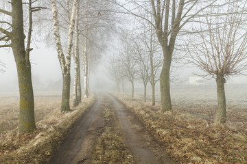 Obraz premium road in autumn