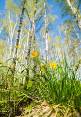 yellow flowers in a birch forest