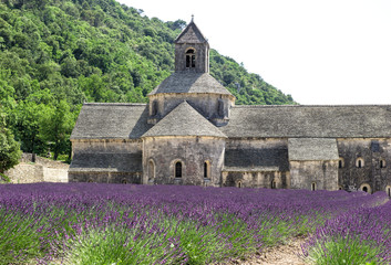 Senanque abbey with lavender field, landmark of Provence, France