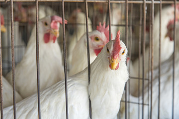 Chicken Coop © studiodr