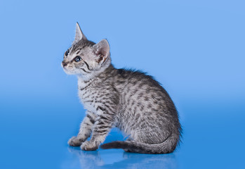 Egyptian Mau kitten isolated on a colored background