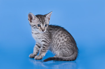 Egyptian Mau kitten isolated on a colored background