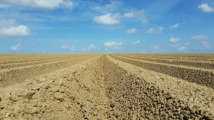 Semis de pomme de terre