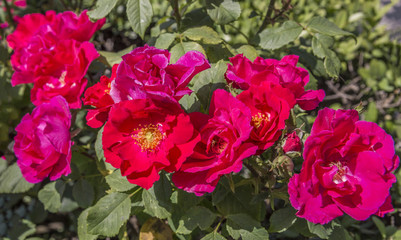 pink red roses, garden spring