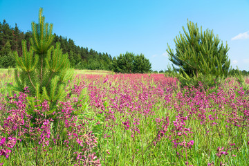 rural  landscape with the blossoming pink flowers on a meadow