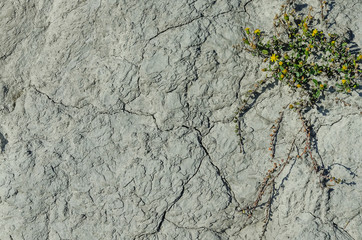 Plant in dried cracked earth