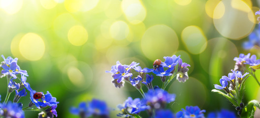 art spring or summer background with forget-me-not flower