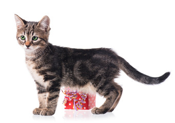Cute kitten