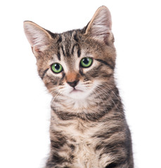 Obraz premium Cute kitten