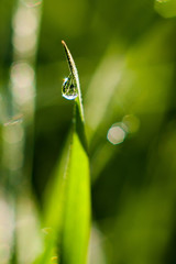 Morning dew on blades of grass during sunrise