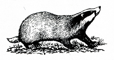 European Badger Meles Meles 