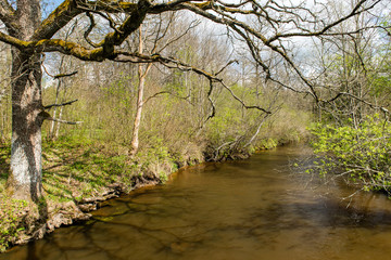 Fototapeta premium scenic reflections of trees and clouds in water